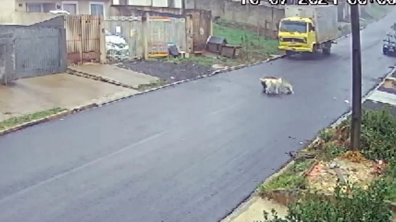 Câmera de segurança flagra mais um ataque de Pitbull: Questões de segurança animal em debate