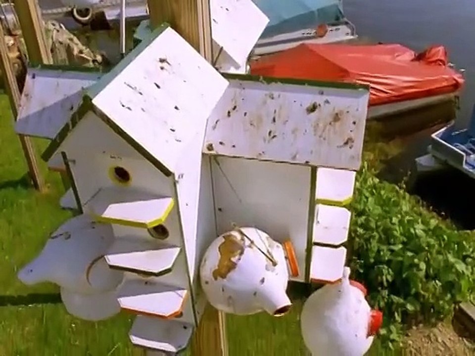 The Life of Birds - Limits of Endurance