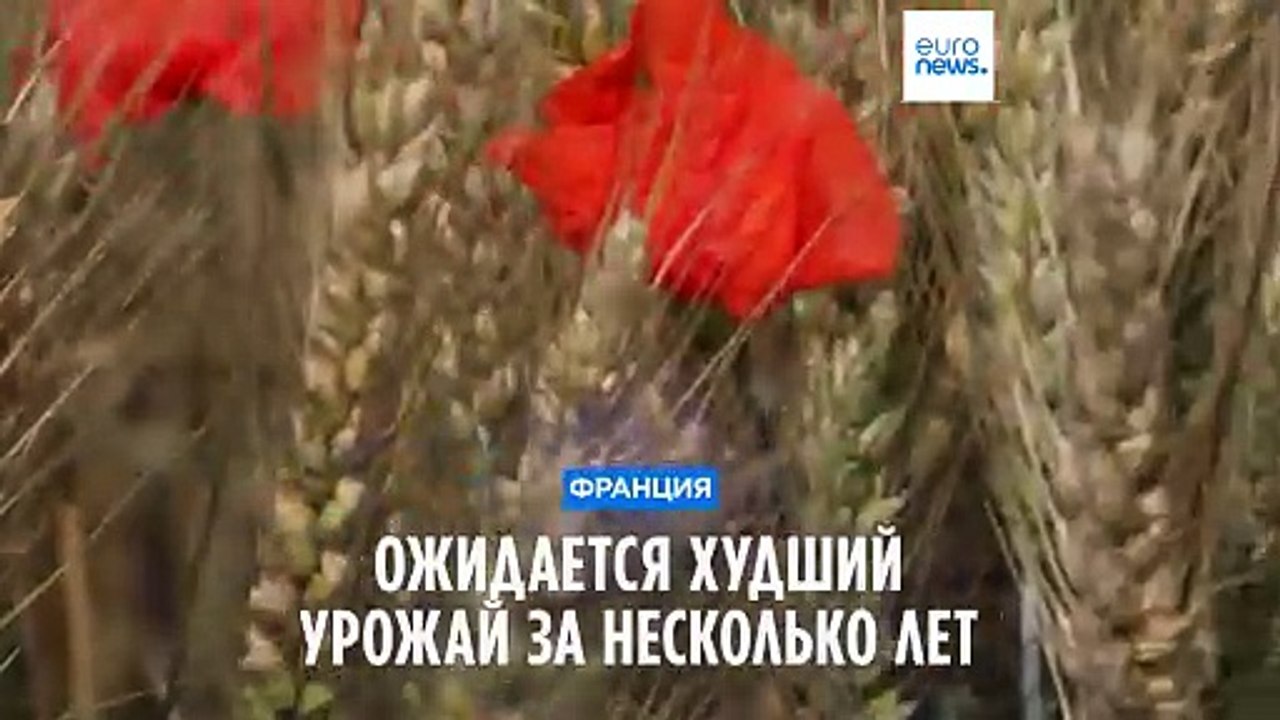 Во Франции ожидают худший урожай за несколько лет