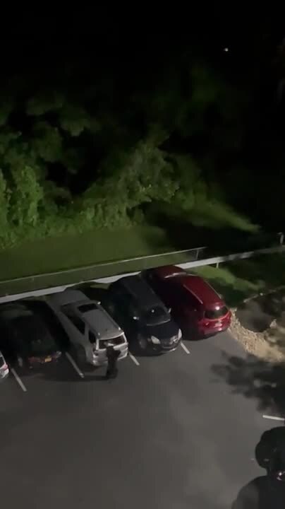 Bear Attempts to Break into Car