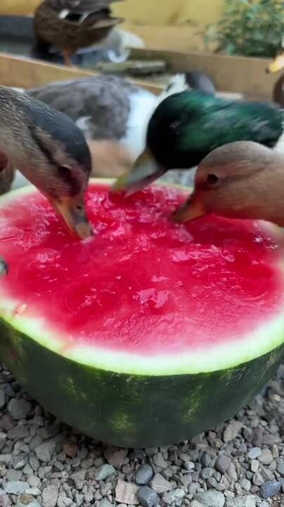 Waterfowl Ducks Enjoy Eating Watermelon