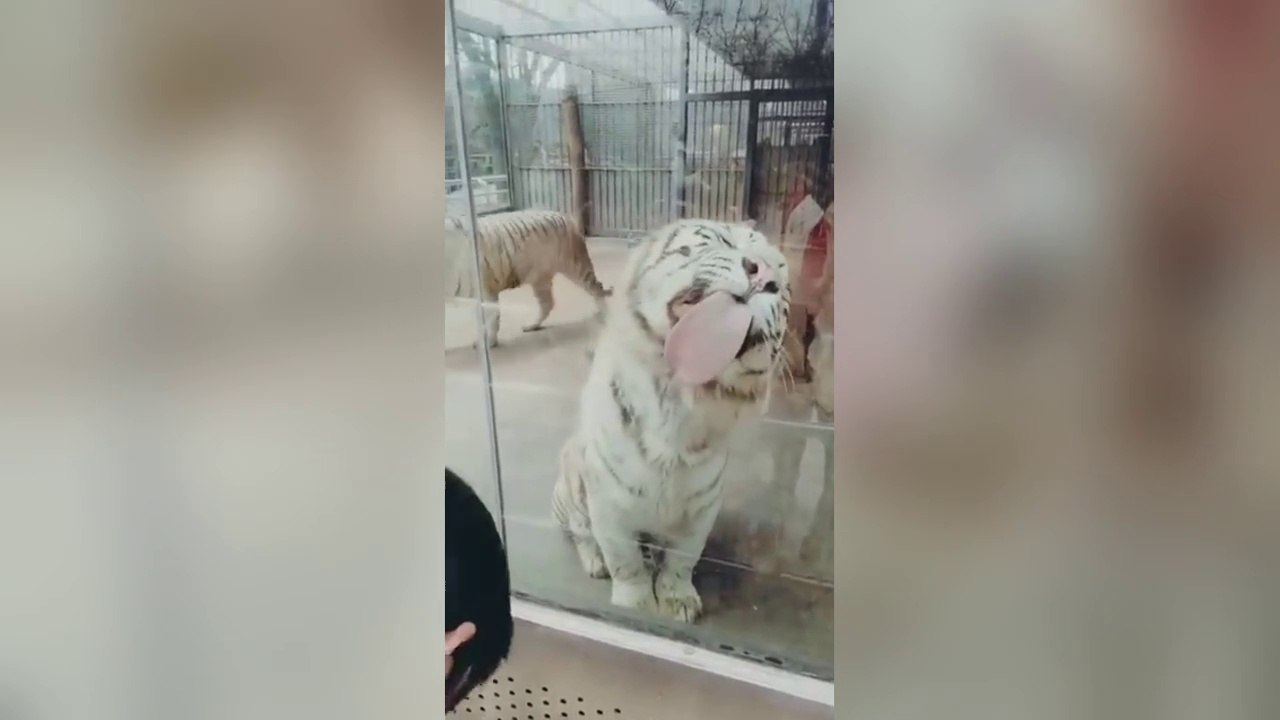 Adorable and Funny Animals  #3