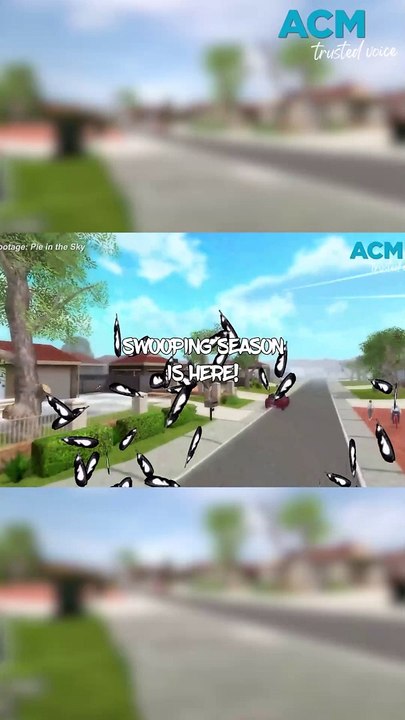 Pie in the Sky: Aussie-made 'magpie mayhem' game interview