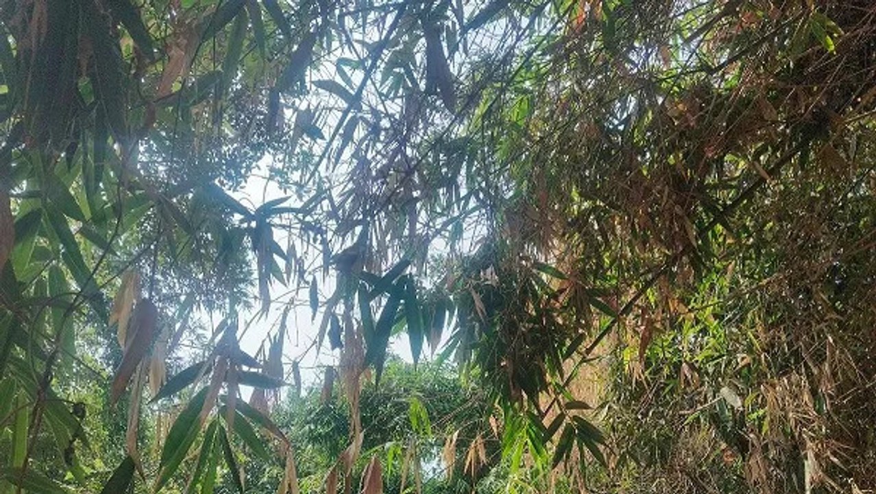 Bihar Weather News: बिहार में कहीं तेज़ बारिश तो कहीं गर्मी का सितम