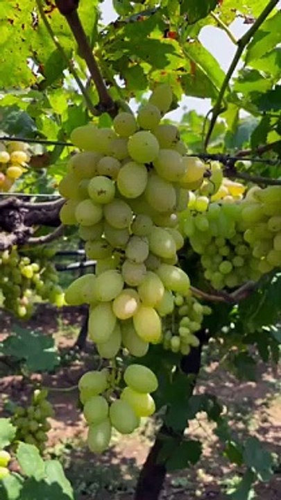 Grapes farm #grape #fruit #fresh