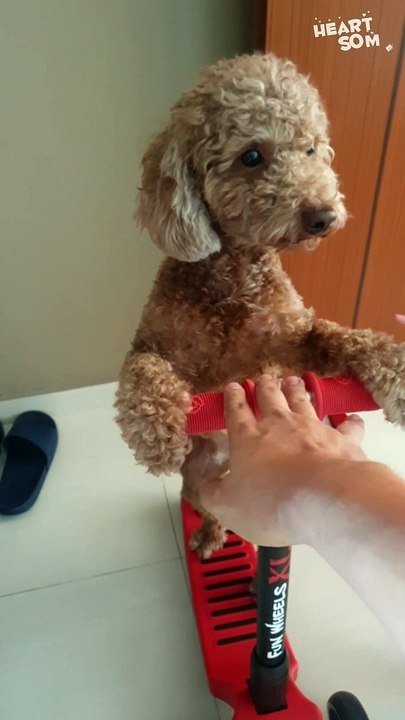 Puppy Power! Toddler Enlists Dog for Scooter Training