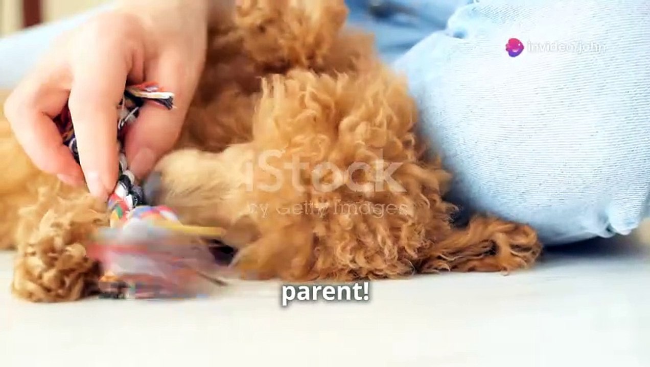 After You Get Your Puppy: A Guide for New Dog Owners