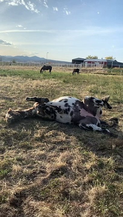 Hope After Wildfires! Evacuated Horse Finds New Friend