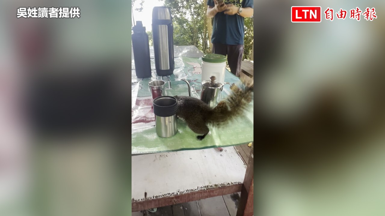 松鼠亂入涼亭討食物！台中大坑步道亂餵養出壞習慣（吳姓讀者提供）
