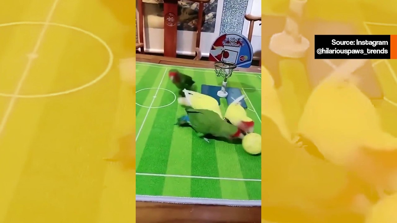 Video tallentaa lintujen välisen koripallo-ottelun