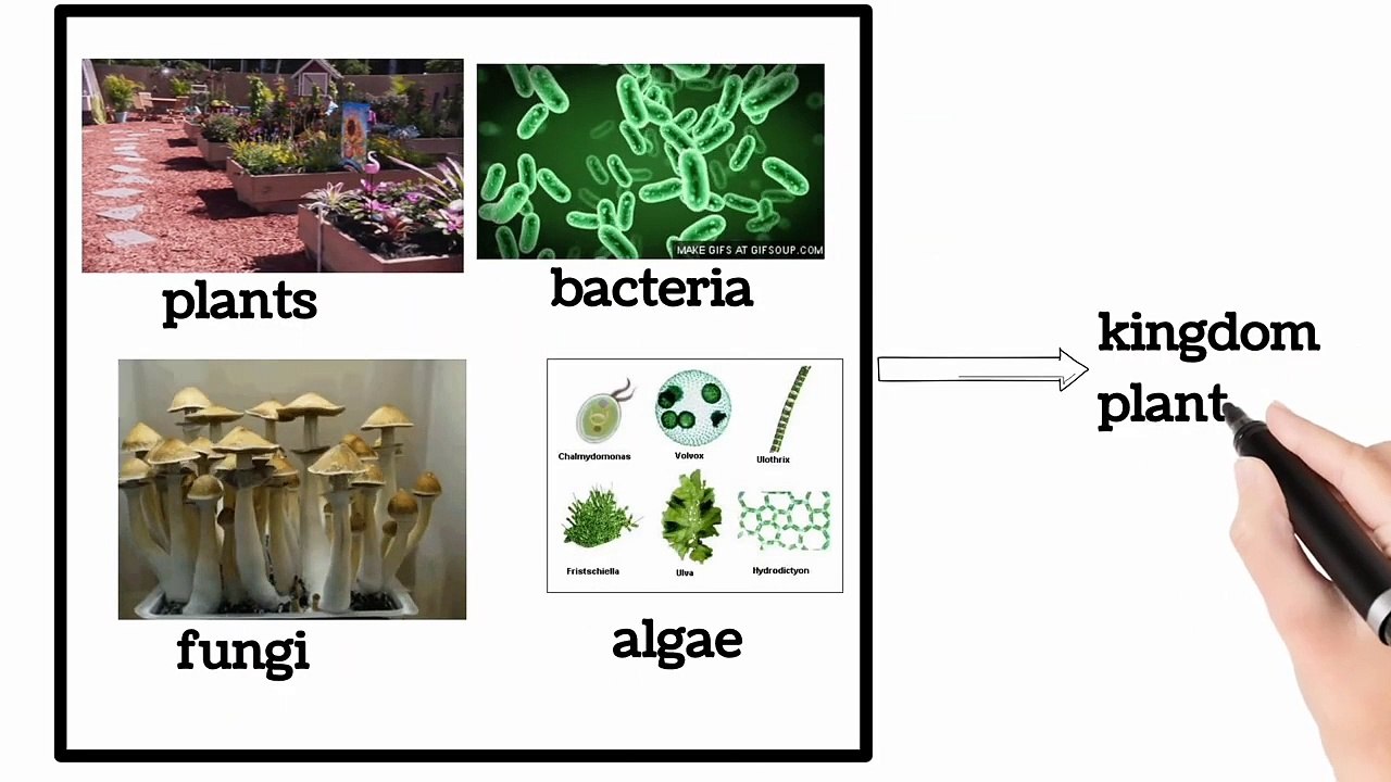 Two kingdom classification class 9 in urdu /in Hindi| Lec # 5 | Biodiversity | chp # 3