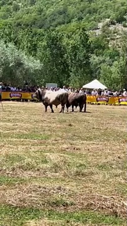 Šibonja od Marasovića i Alkar od Karamatića