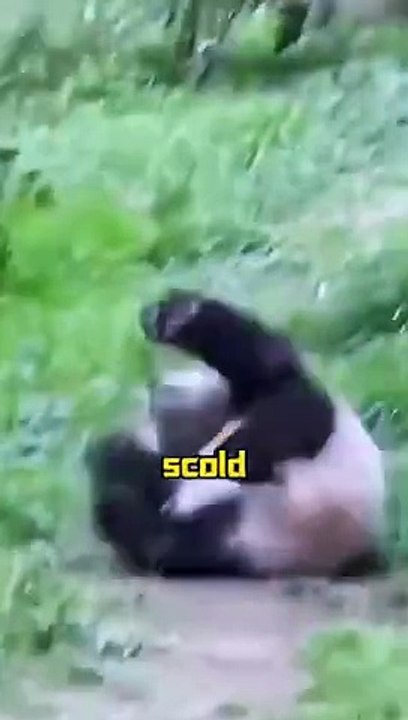 The Panda Mother Fcrcefully Pushed