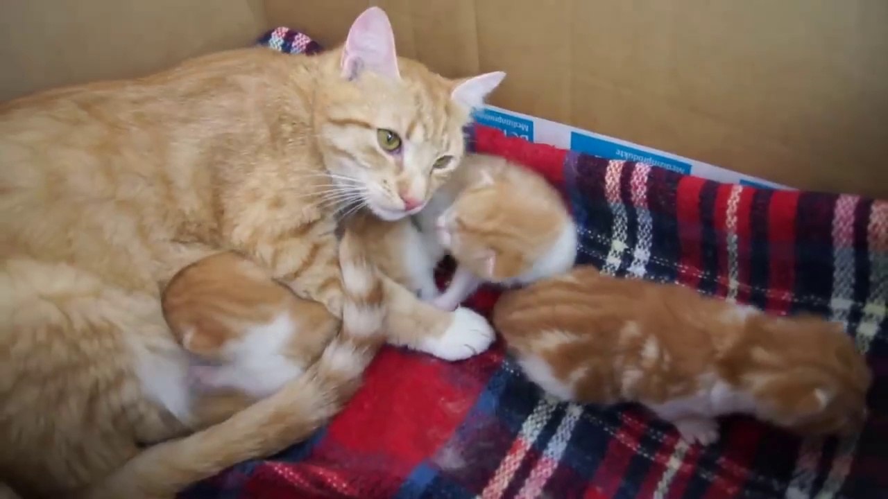 Mama Cat Talks to her Baby Kittens