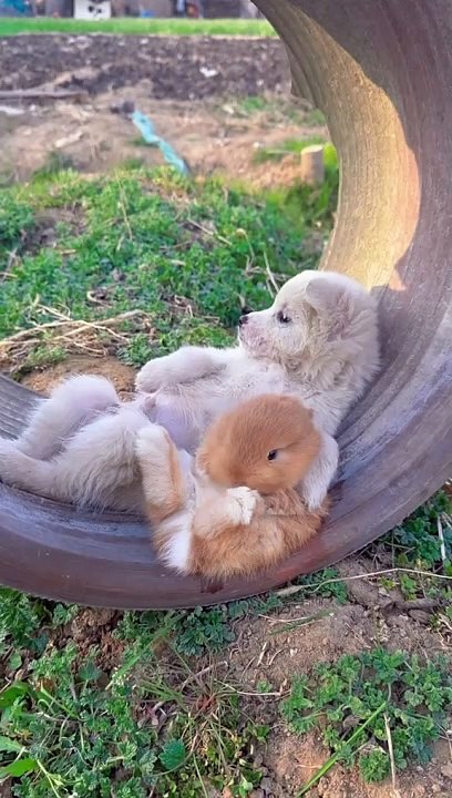 #viral video #viral short#viral video #viral short