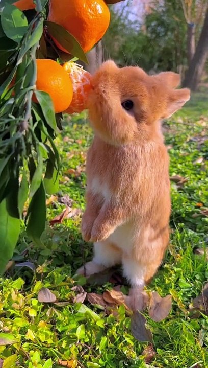 Trending Viral Shorts 🎥