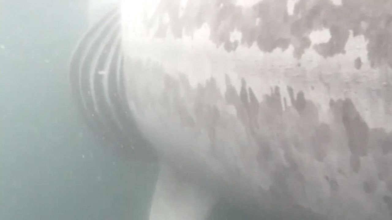 Researchers record first-ever images of shark being struck by boat