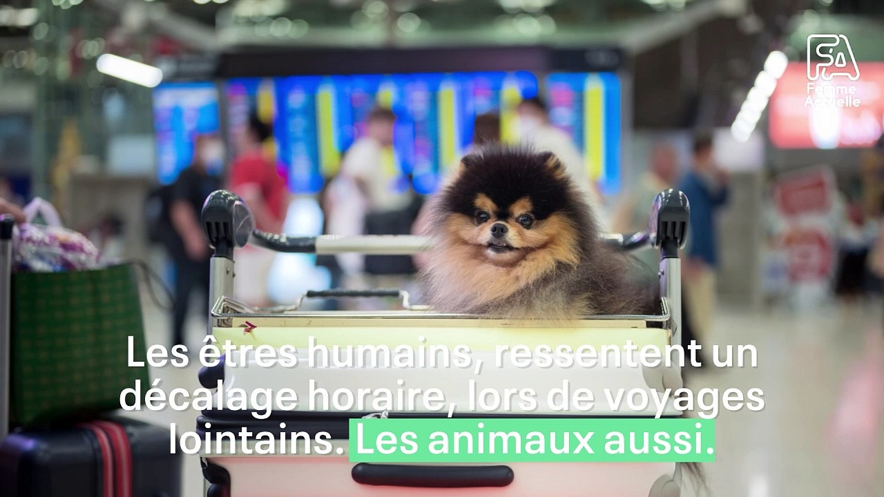 Les animaux ressentent-ils le décalage horaire ? La réponse des vétérinaires