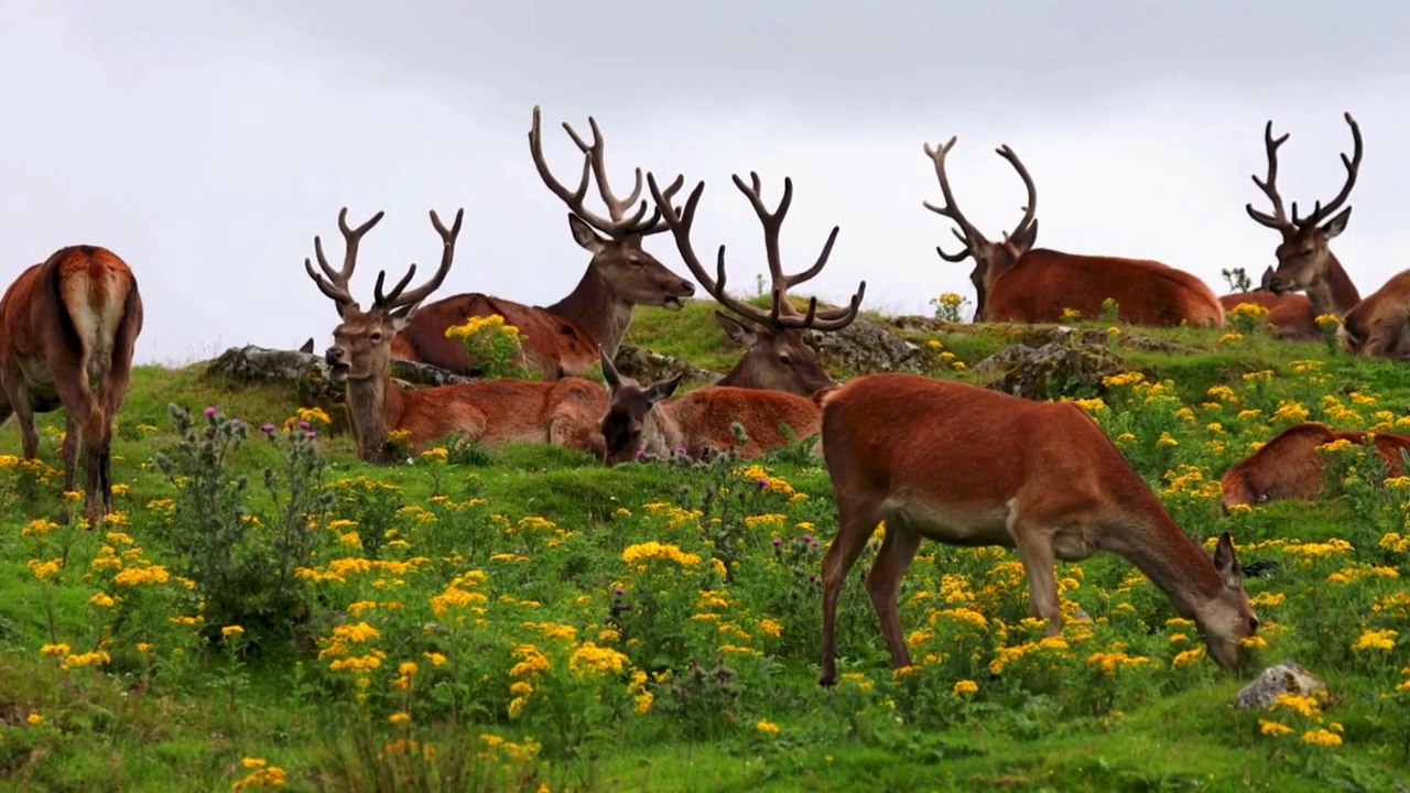 Collection of beautiful animal video materials