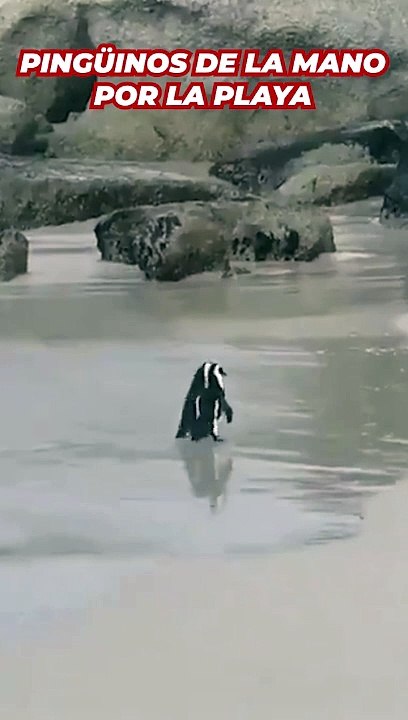 El vídeo más romántico de un pingüino con su pareja