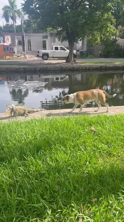 Staffordshire Bull Terrier Attentively Stalks Iguana