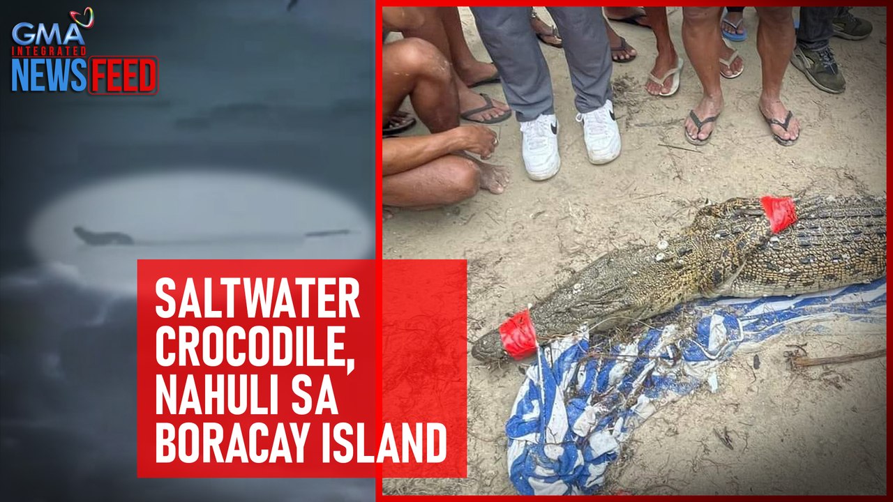 Saltwater crocodile, nahuli sa Boracay Island | GMA Integrated Newsfeed