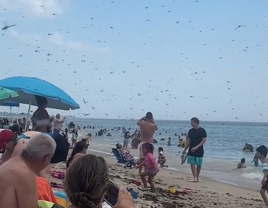 Swarms of dragonflies invade beach