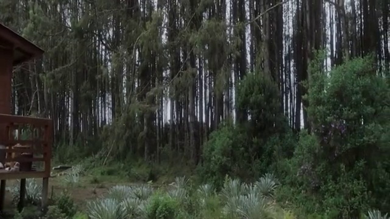 Llanto Maldito - Pelicula de terror.