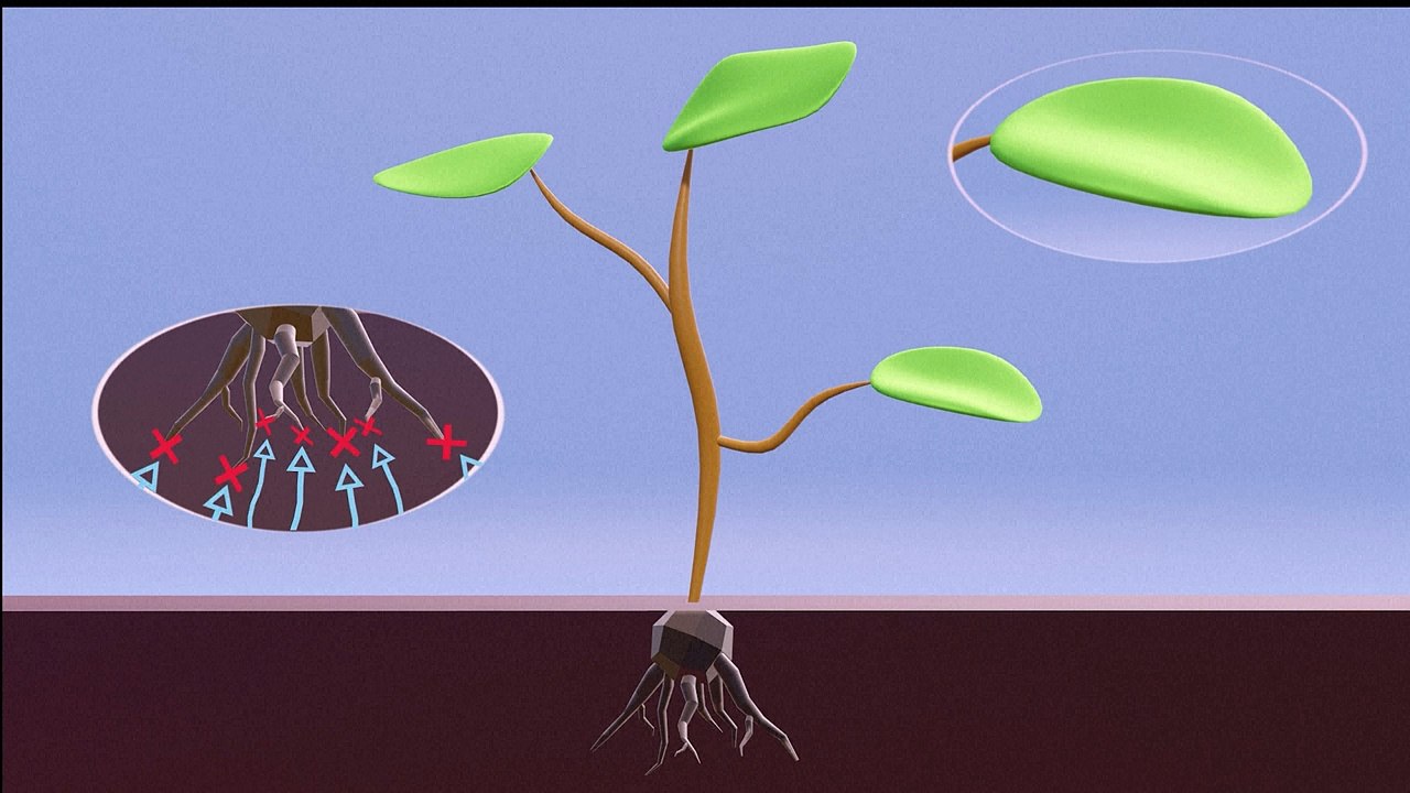 ¿Cómo funciona el glifosato?