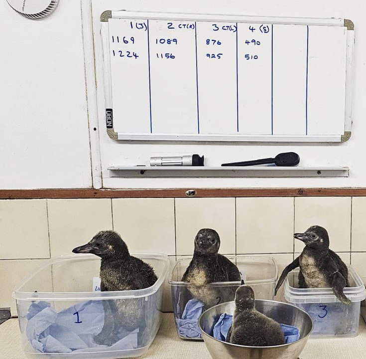 Penguin chicks at Dudley Zoo learn to swim