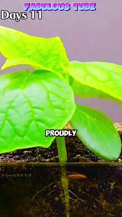 A short story for kids