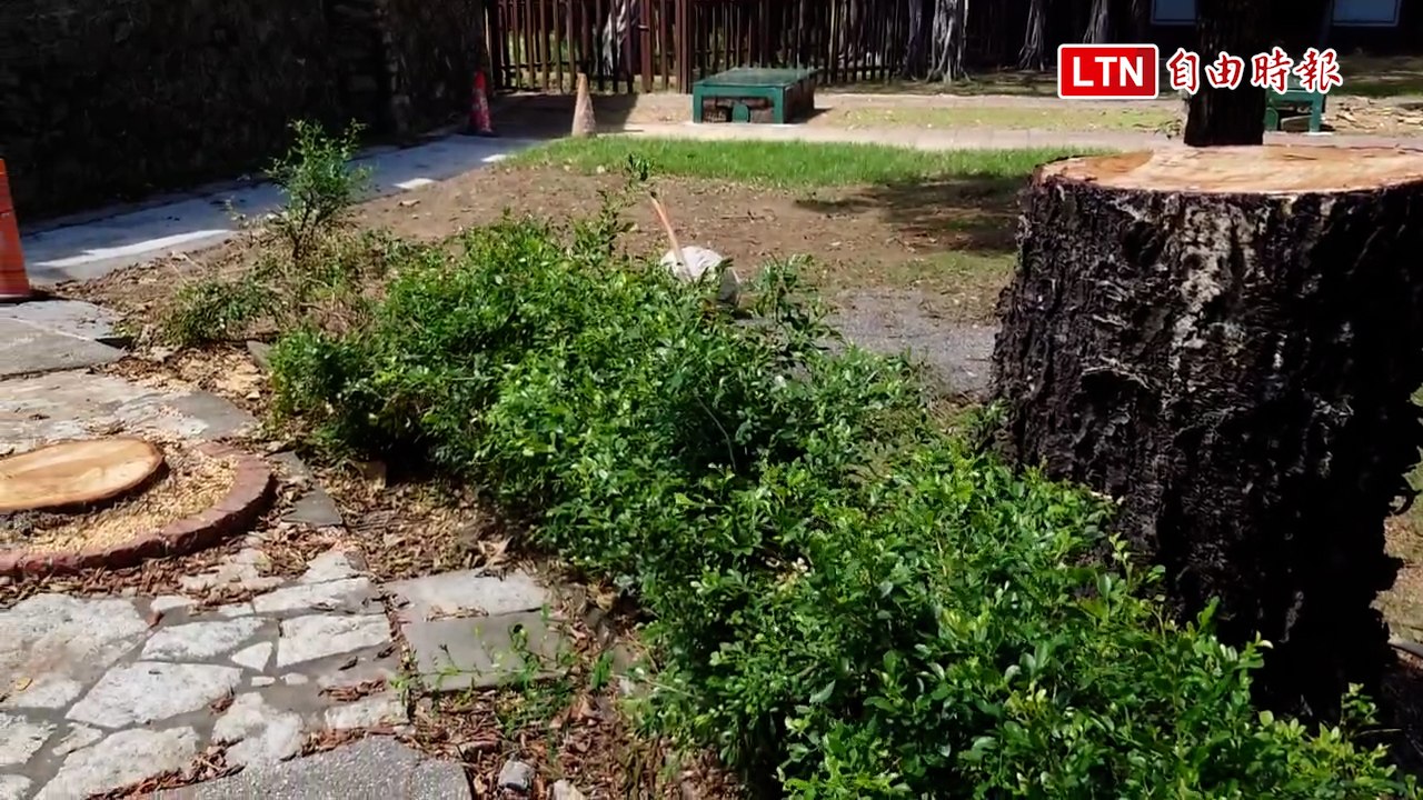 有病沒病？ 大南門古蹟公園南洋杉遭「砍頭」惹爭議