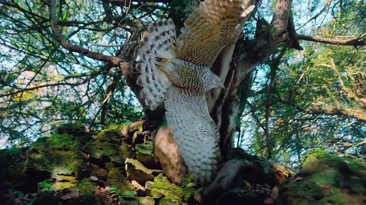 World life animal's life