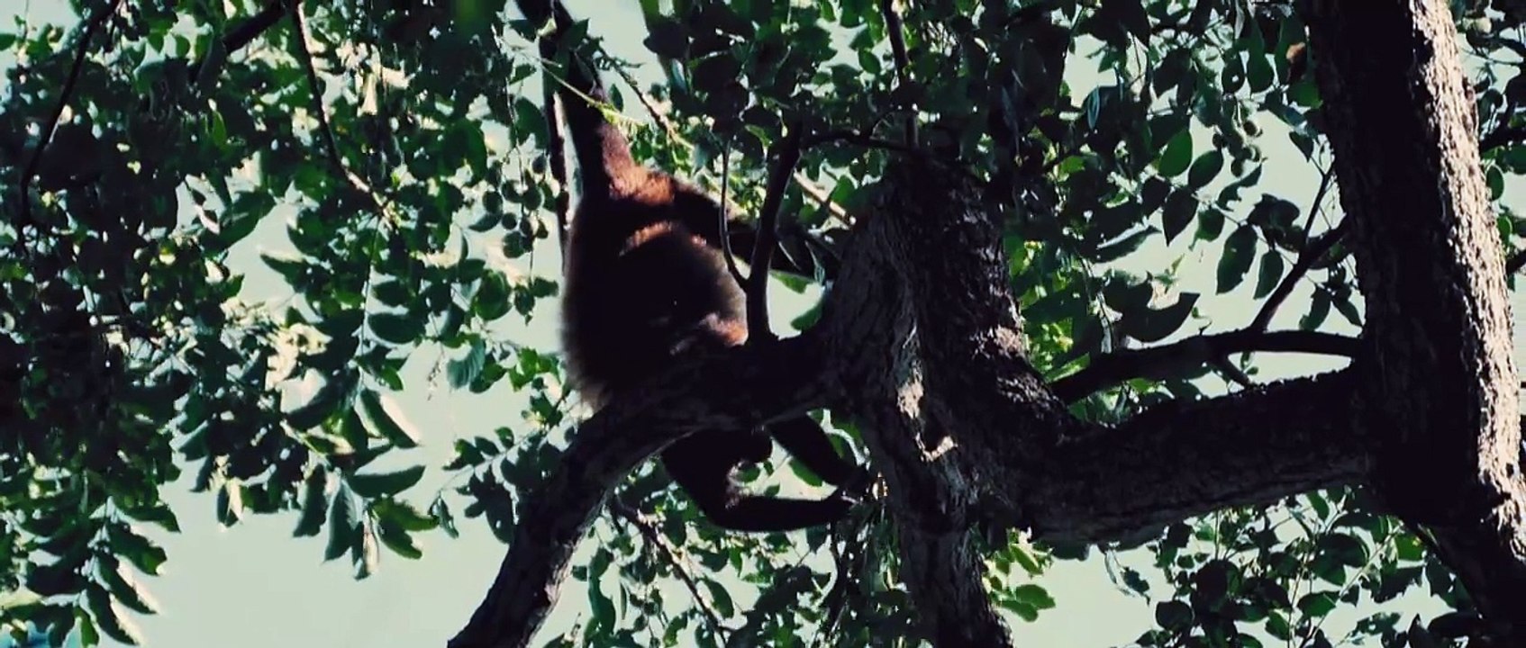 Jungle Best Survival Movie In English P 1