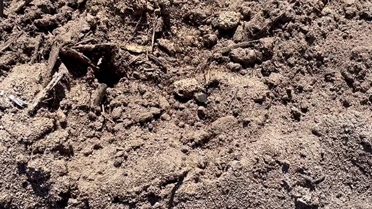 Fire ant response plan | Queensland Country Life