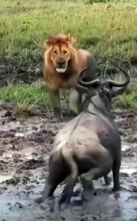 Lion vs prey