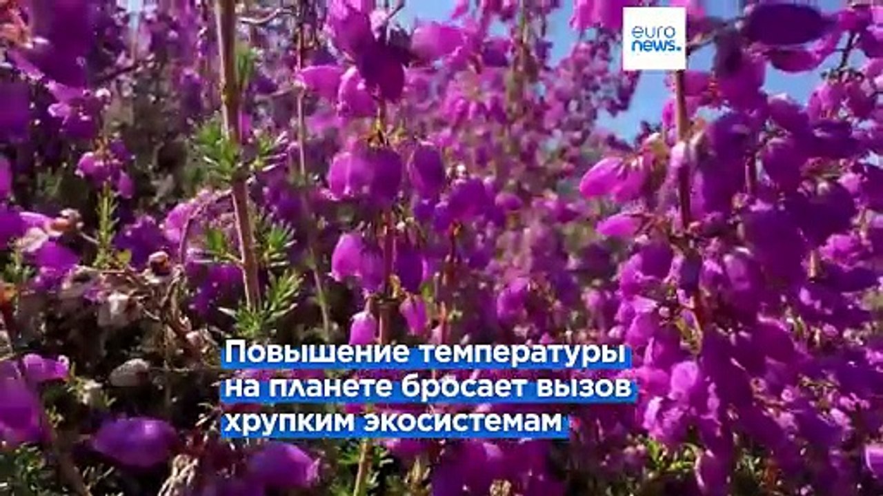 Глобальное потепление угрожает перелётным птицам, лишая их мест отдыха