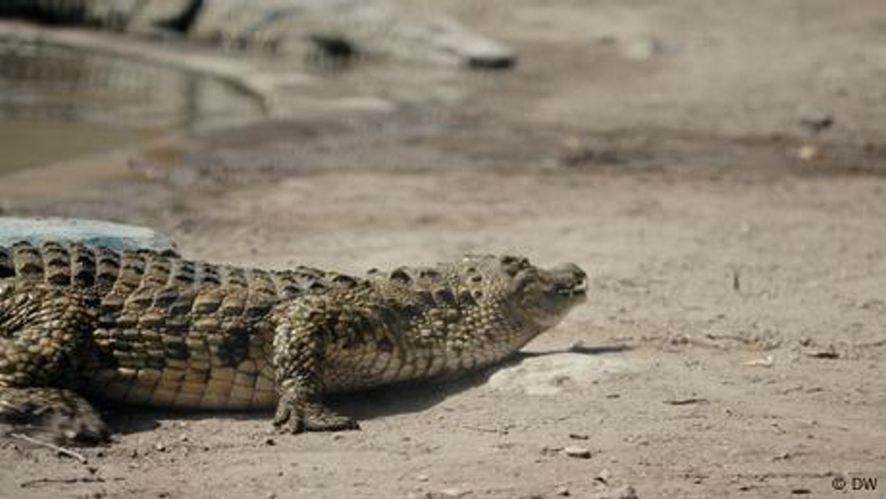 Nigeria: Seeking divine intervention from crocodiles