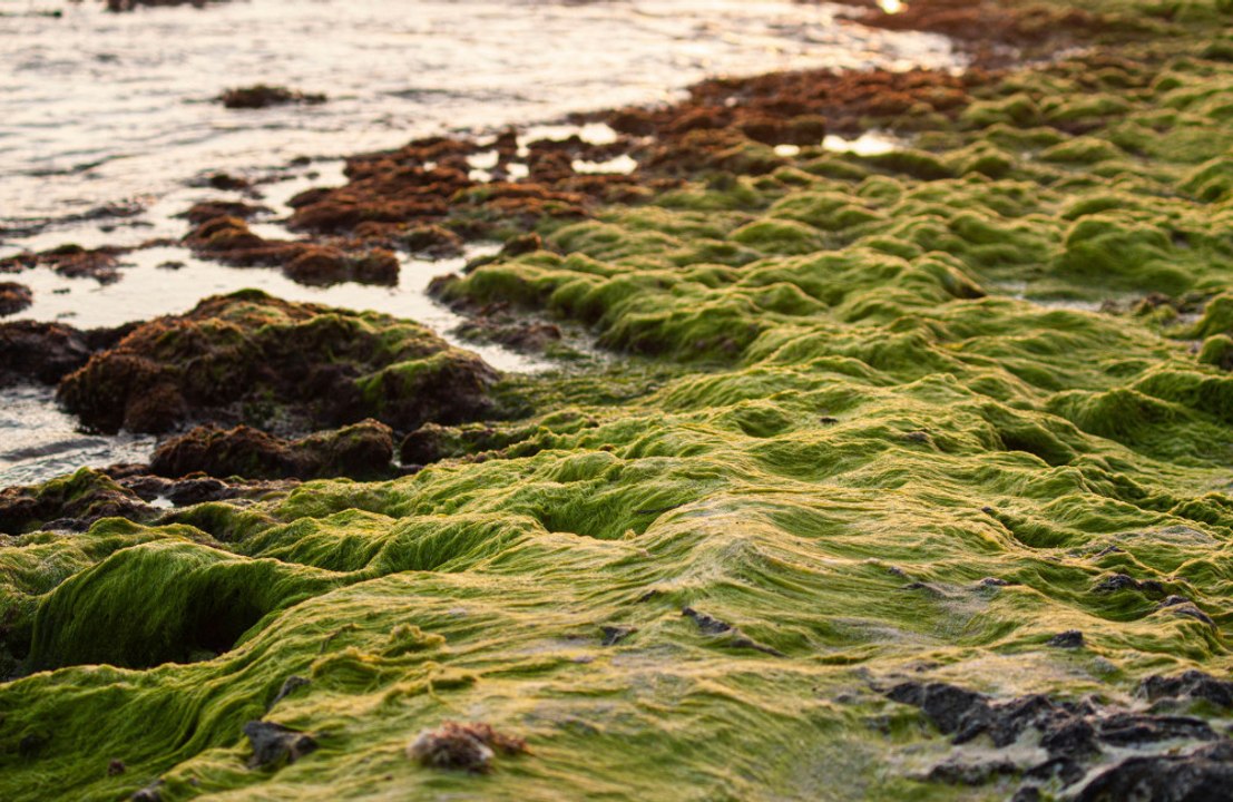 Bathing in seaweed can extend your life