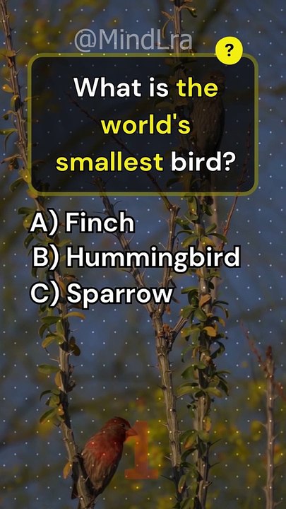 Animals Trivia Quiz Game