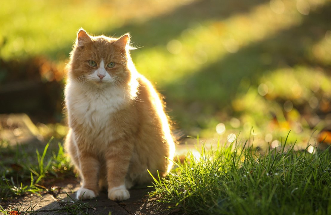 Cats grieve the loss of other pets