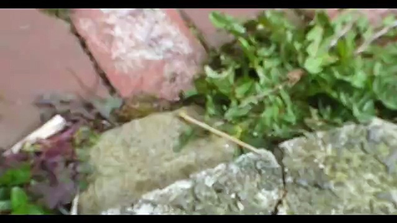 Honey Ant   on Macro Video _ Photography