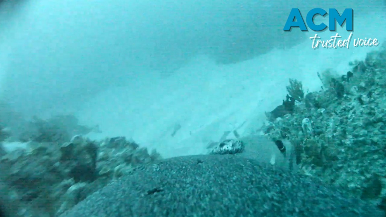 Australian sea lions map undiscovered sea habitats