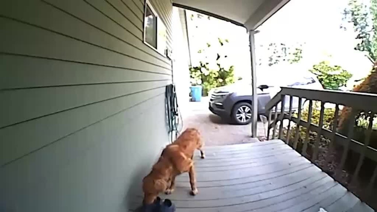 Dog Steals Shoes