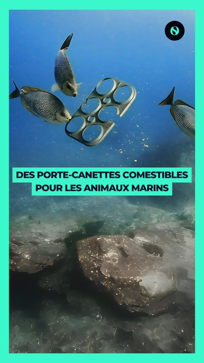  Pour protéger la faune marine, une brasserie invente des porte-canettes comestibles 