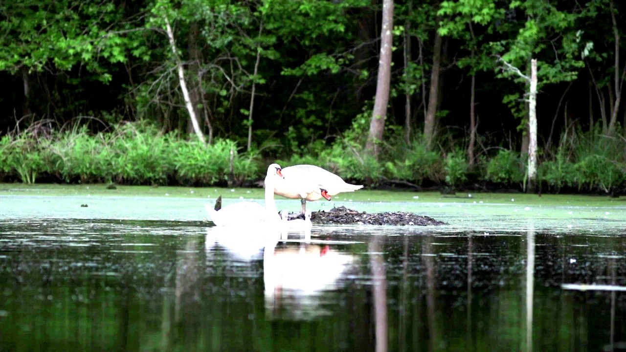 Amazing Earth Amazing Nature Amazing Creatures