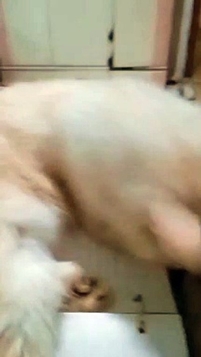 My Cat Accompanies Me on Every Trip and Study Session