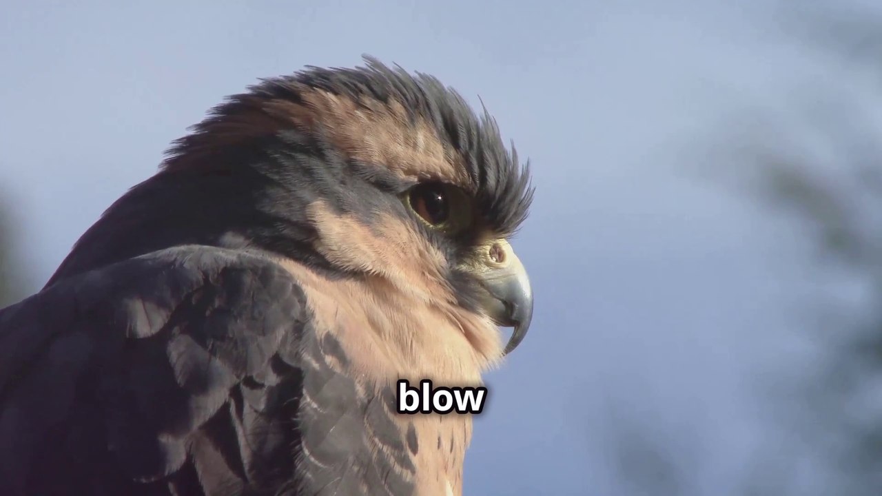 Incredible ! "The 10 Month Non Stop Journey of the Swift Bird: Nature's Marathon Flyer"