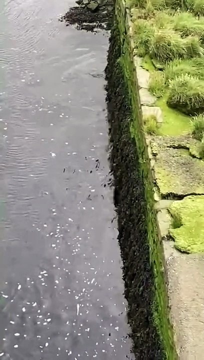 Otter playing on Talybwlch