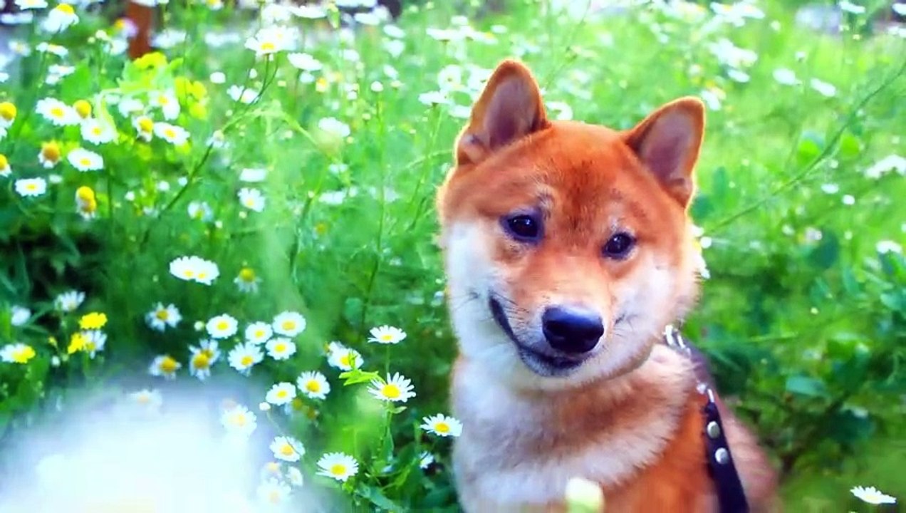 BEST 4K HDR 60FPS Dolby Vision (4K Video)